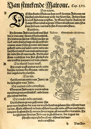 Den nieuwen Herbarius, dat is, dboeck vanden cruyden (1549)