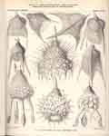 Plate 073