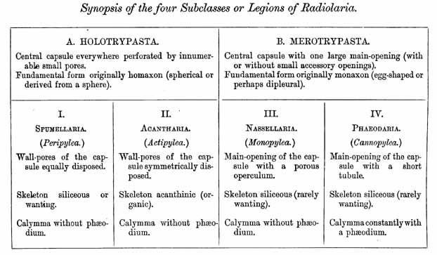 synopsis -- Legions